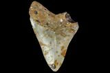 Partial, Megalodon Tooth - North Carolina #91684-1